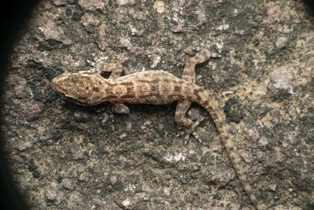 Afrikanischer Zwerggecko (Hemidactylus Brookii) - Merkmale, Lebensraum & Haltung