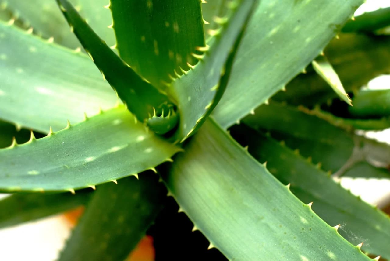 Aloe Pflanze (Alore Vera)
