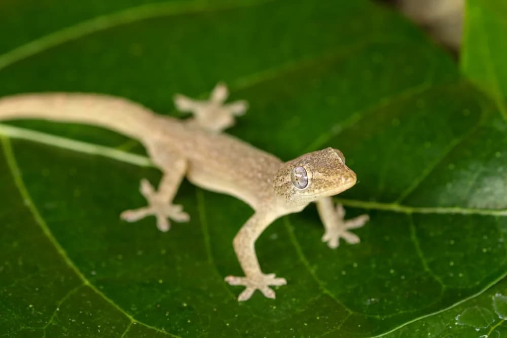 Asiatischer Hausgecko (Hemidactylus frenatus) - Merkmale, Lebensraum & Haltung