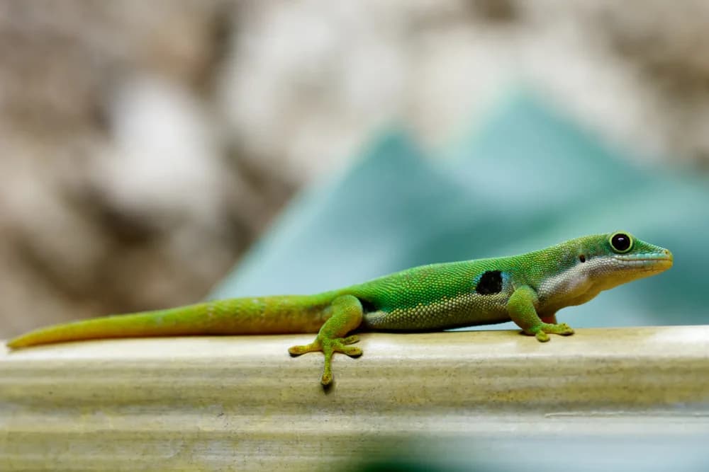 Pfauenaugen-Taggecko (Phelsuma Quadriocellata) - Merkmale, Lebensraum & Haltung