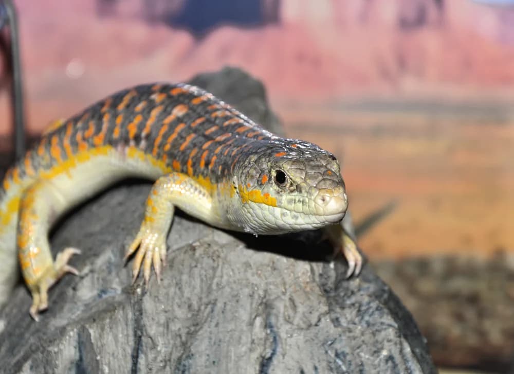 Berberskink (Eumeces schneiderii) - Merkmale, Lebensraum & Haltung