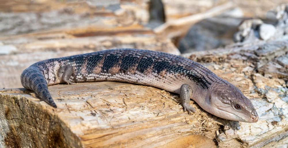 Blauzungenskink (Tiliqua scincoides) - Merkmale, Lebensraum & Haltung