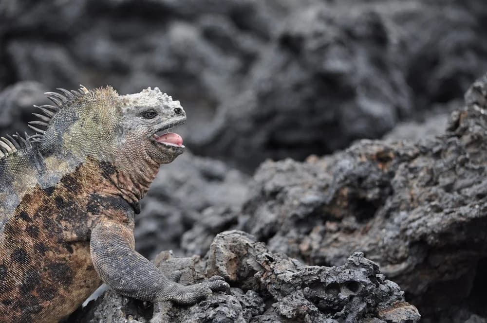 Dehydrierung von Reptilien