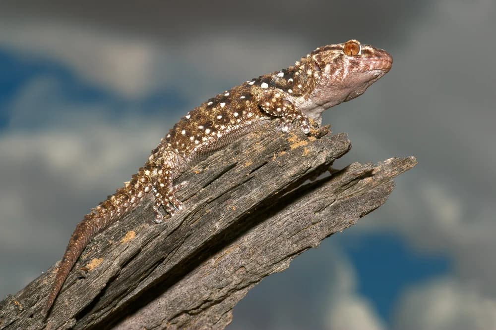 Bibrons Dickfingergecko (Ptyodactylus guttatus) - Merkmale, Lebensraum & Haltung