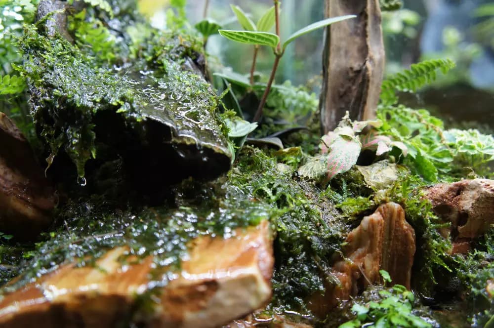 Feuchtigkeit im Terrarium – unabdingbar für Reptilien aus Feuchtgebieten