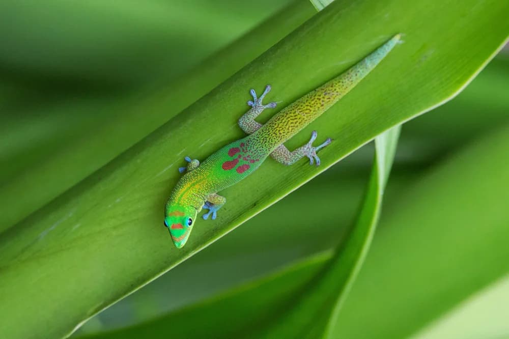 Goldstaub-Taggecko (Phelsuma laticauda) - Merkmale, Lebensraum & Haltung