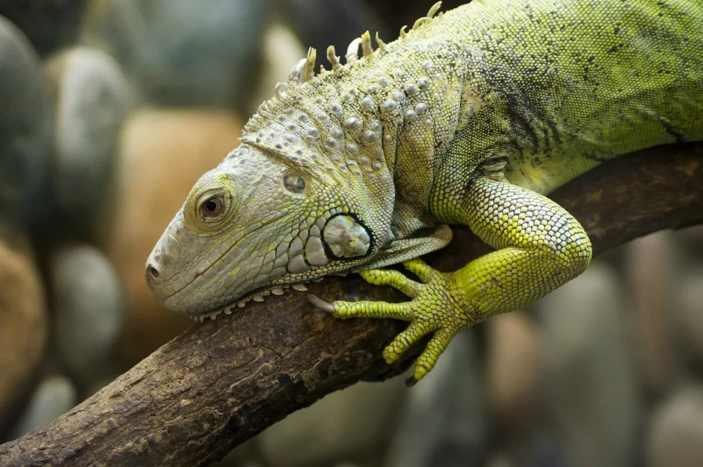 Grüner Leguan (Iguana iguana) - Lebensraum, Pflege & Haltung