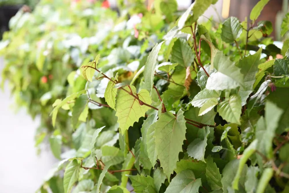 Känguruwein (Cissus antarctica)