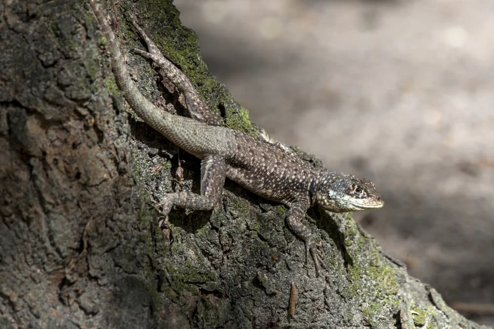 Halsband-Kielschwanzleguan (Tropidurus torquatus) - Merkmale, Lebensraum & Haltung