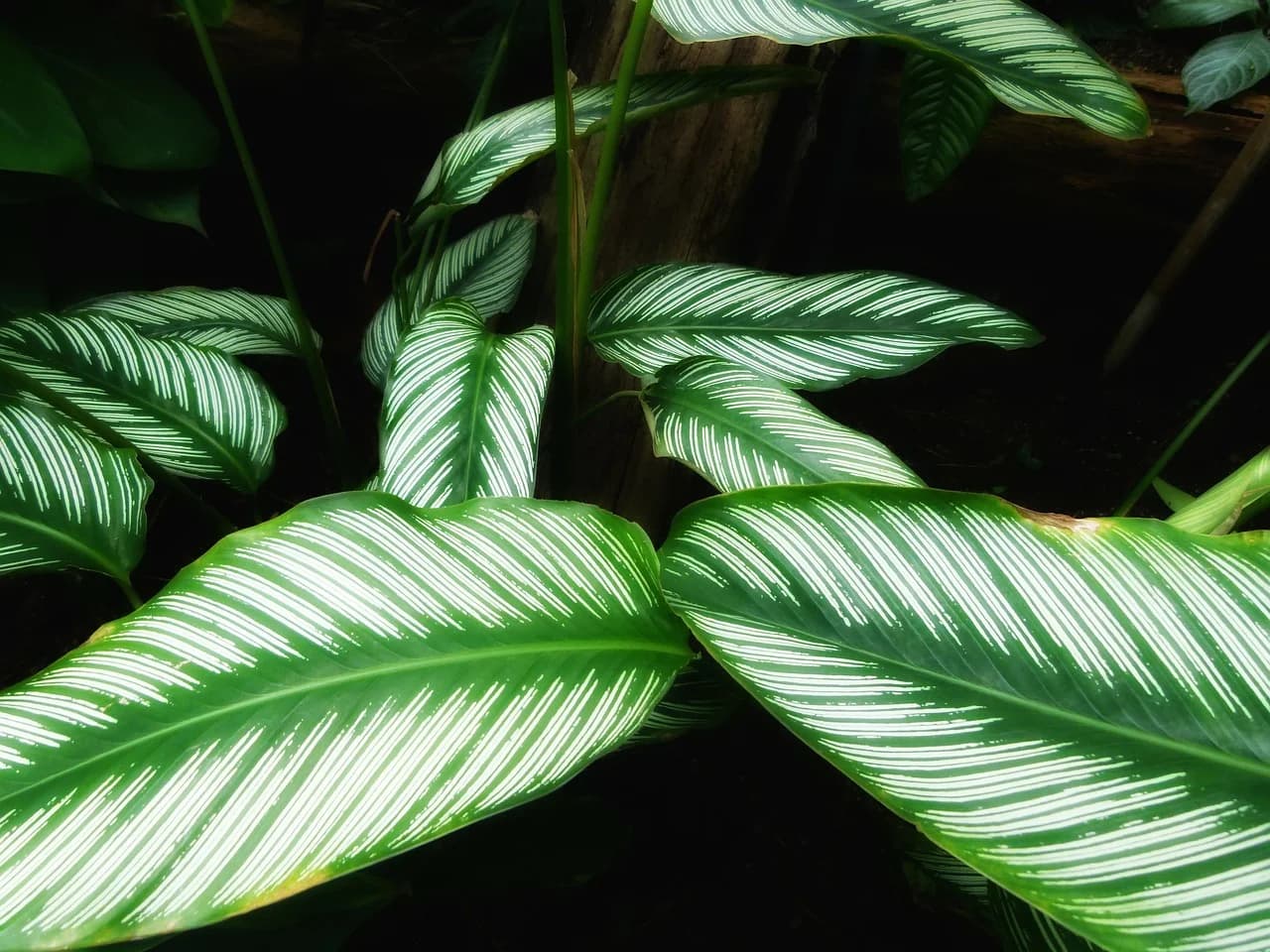 Korbmarante (Calathea)