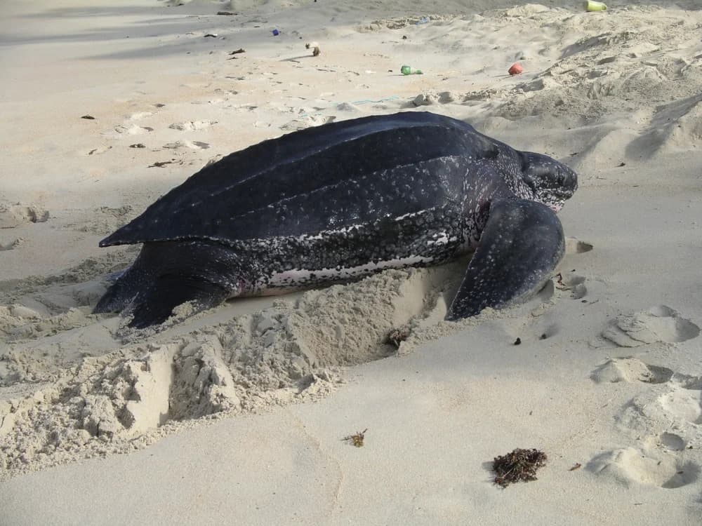 Leatherback,Sea,Turtle,Crawling,Up,Sandy,Beach,Preparing,To,Lay