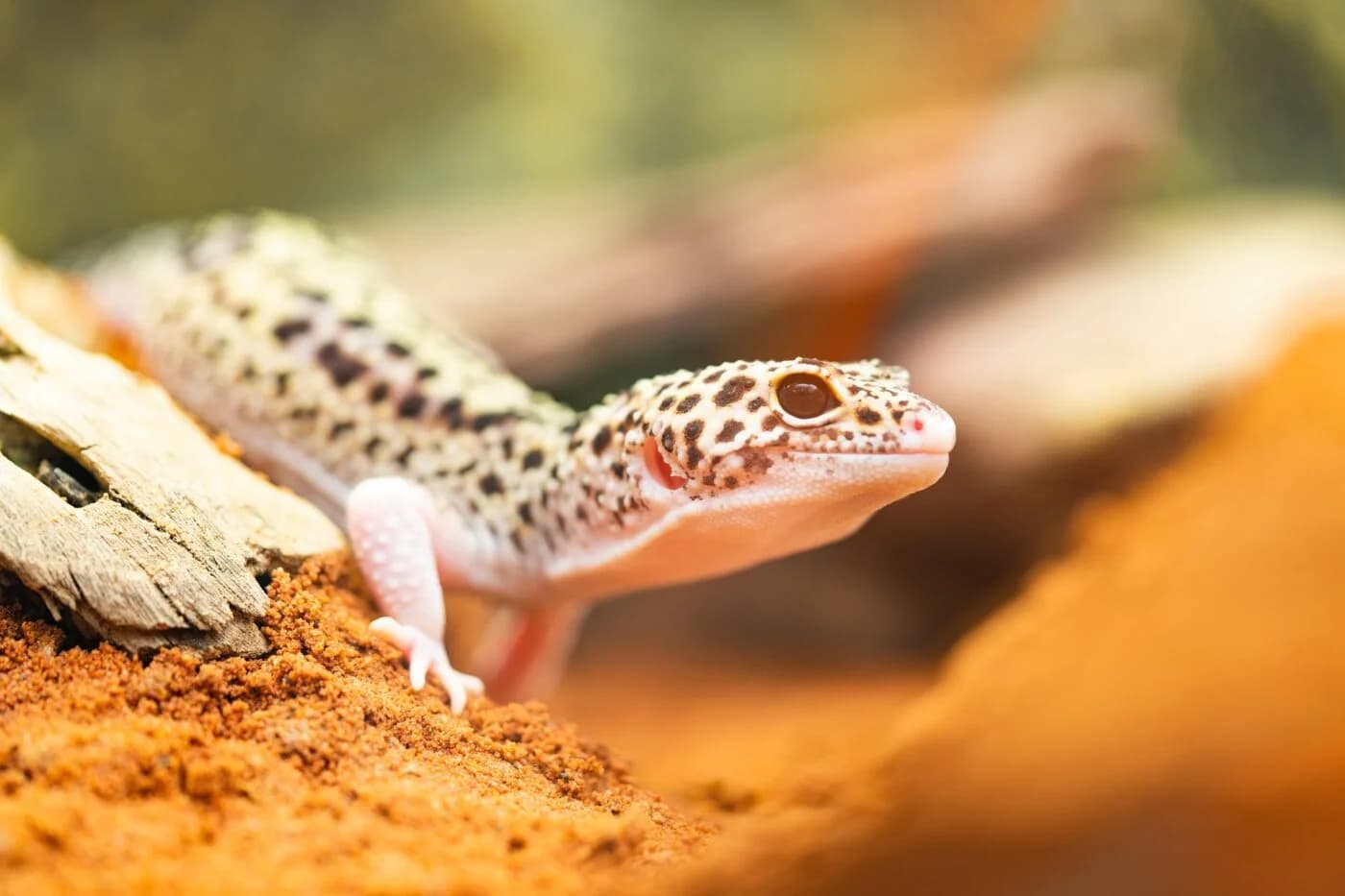 Leopardgecko (Eublepharis macularius) - Arten, Lebensraum & Haltung