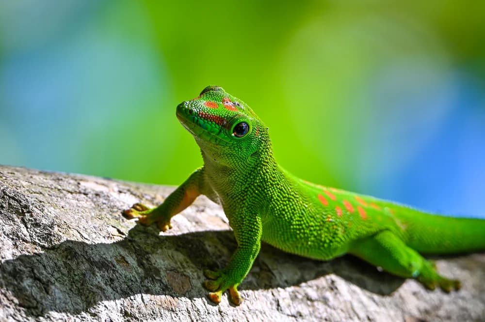 Madagassischer Taggecko (Madagassischer Taggecko) - Merkmale, Lebensraum & Haltung