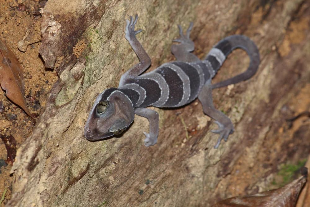 Malayischer Bogenfinger (Cyrtodactylus pulchellus) - Merkmale, Lebensraum & Haltung