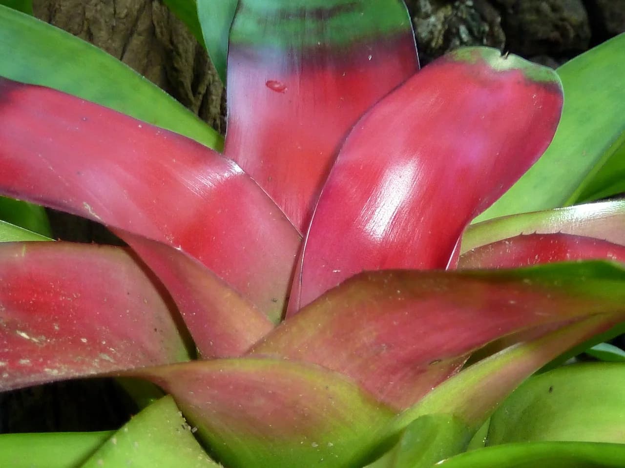 Neoregelie (Neoregelia)