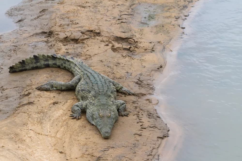 Nilkrokodil (Crocodylus niloticus) - Merkmale, Lebensraum & Haltung