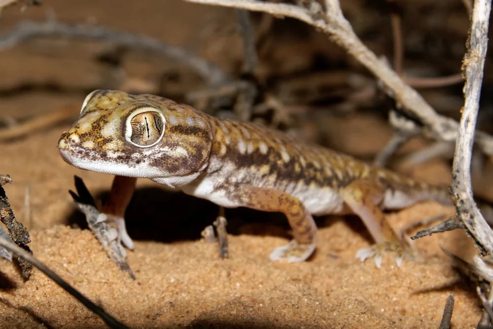 Nordafrikanischer Dünnfingergecko (Stenodactylus Petrii) - Merkmale, Lebensraum & Haltung