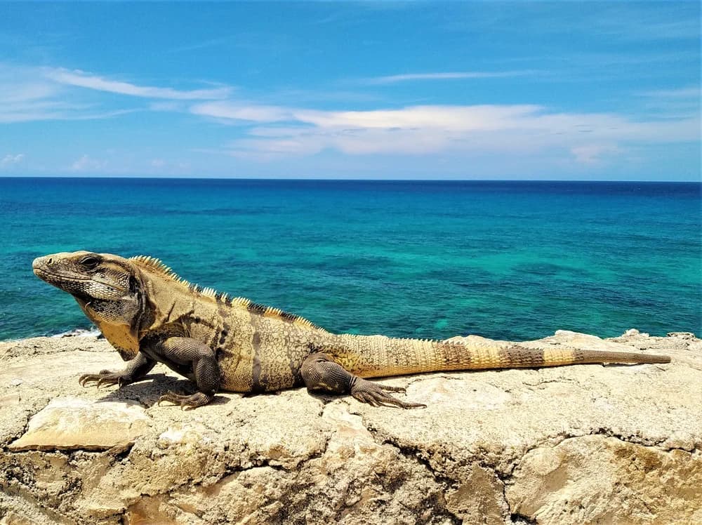 Gemeiner Schwarzleguan (Ctenosaura similis) - Merkmale, Lebensraum & Haltung
