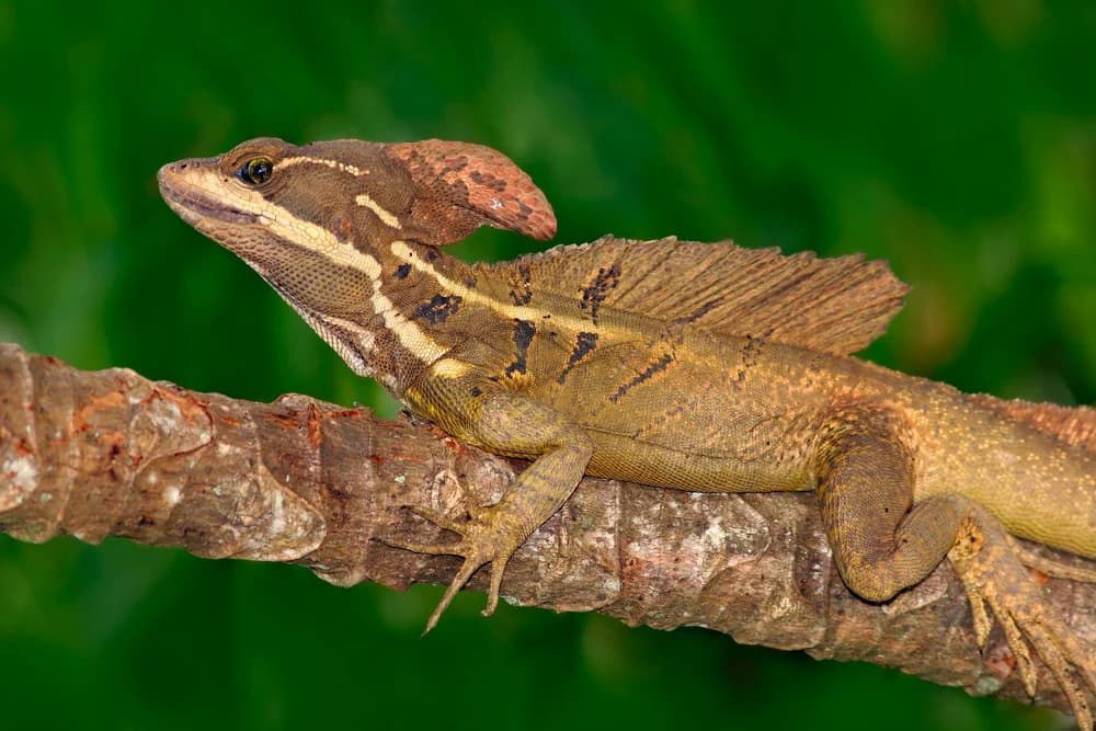 Streifenbasilisk (Basiliscus vittatus) - Merkmale, Lebensraum & Haltung