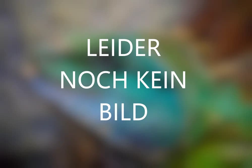 Streifenskink (Trachylepis vittata) - Merkmale, Lebensraum & Haltung