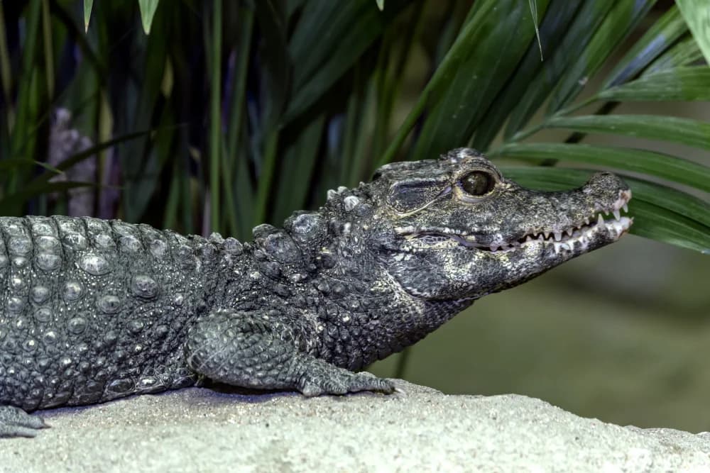 Stumpfkrokodil (Osteolaemus tetraspis) - Merkmale, Lebensraum & Haltung