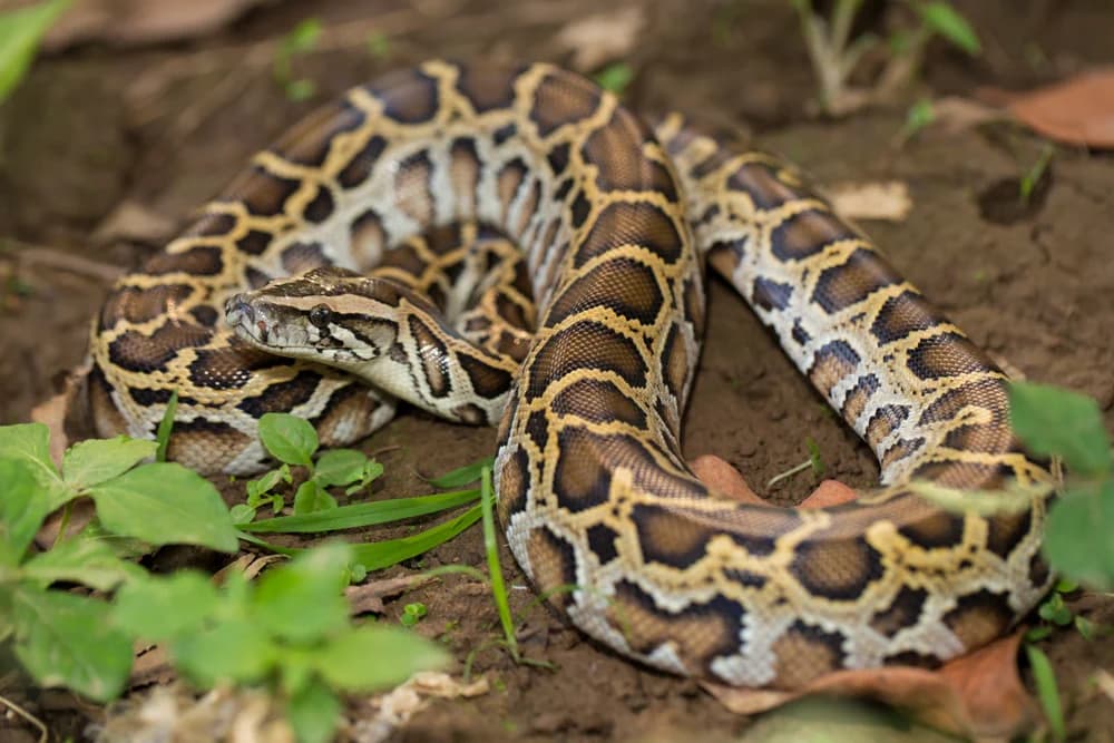 Heller Tigerpython (Python molurus) - Merkmale, Lebensraum & Haltung