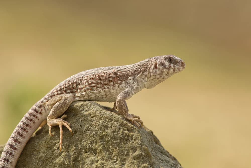 Wüstenleguan (Dipsosaurus dorsalis) - Merkmale, Lebensraum & Haltung