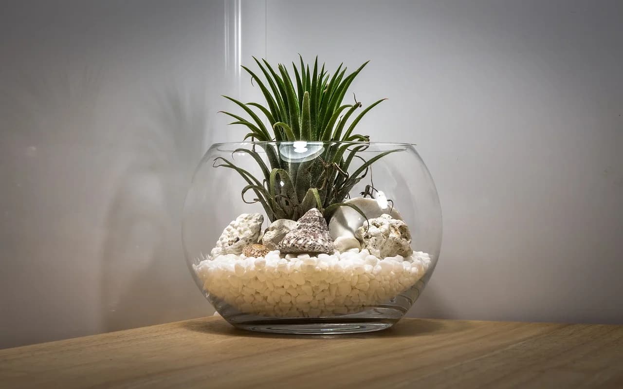 zimmerterrarium