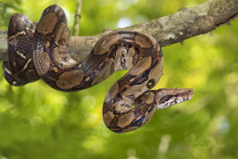Abgottschlange (Lampropeltis triangulum) - Merkmale, Lebensraum & Haltung