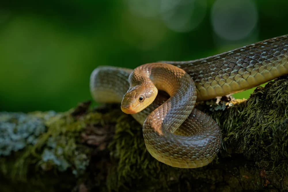 Äskulapnatter (Zamenis longissimus) - Merkmale, Lebensraum & Haltung
