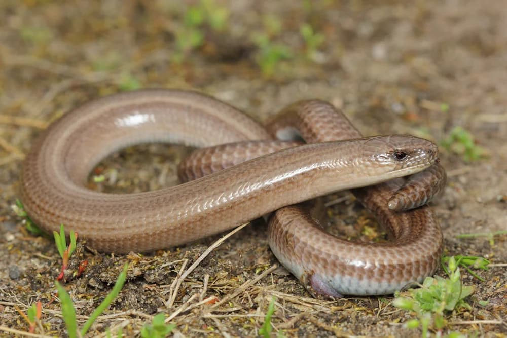 Blindschleiche (Anguis fragilis) - Merkmale, Lebensraum & Haltung