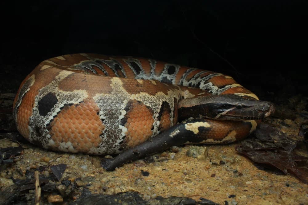 Blutsphython (Python brongersmai) - Merkmale, Lebensraum & Haltung