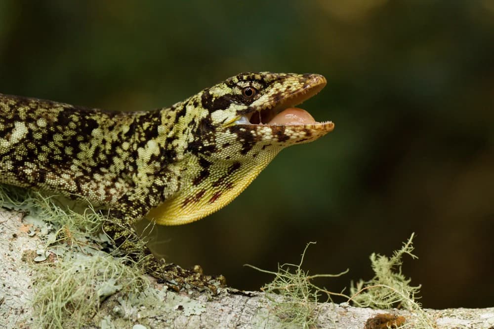 Brauner Anolis (Anolis petersii) - Merkmale, Lebensraum & Haltung