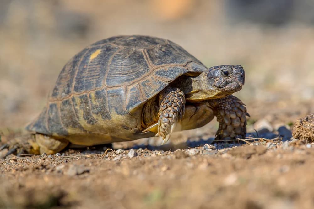 Breitrandschildkröte (Testudo marginata) - Merkmale, Lebensraum & Haltung
