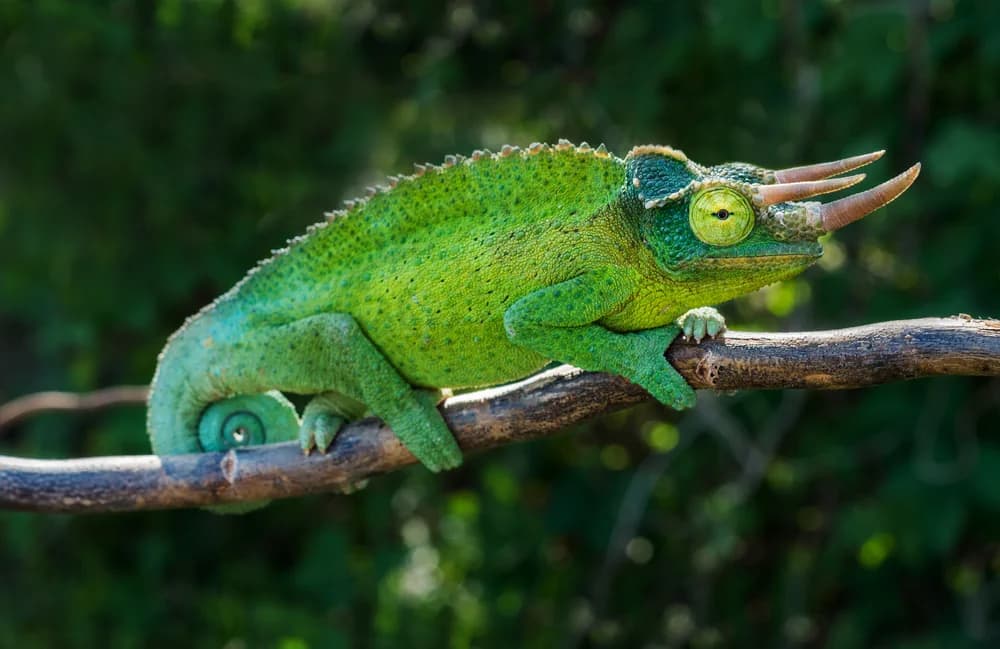 Dreihornchamäleon (Trioceros jacksonii) - Merkmale, Lebensraum & Haltung