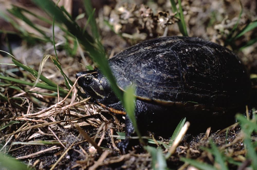 Dreistreifen-Klappschildkröte (Kinosternon baurii) - Merkmale, Lebensraum & Haltung