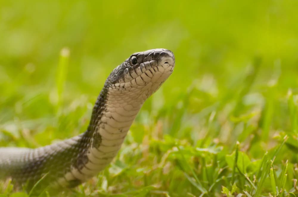 Erdnatter (Pantherophis obsoletus) - Merkmale, Lebensraum & Haltung
