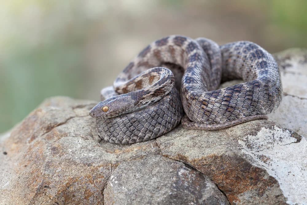 Europäische Katzennatter (Telescopus fallax) - Merkmale, Lebensraum & Haltung