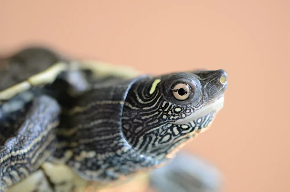 Falsche Landkarten-Höckerschildkröte (Graptemys pseudogeographica) - Merkmale, Lebensraum & Haltung