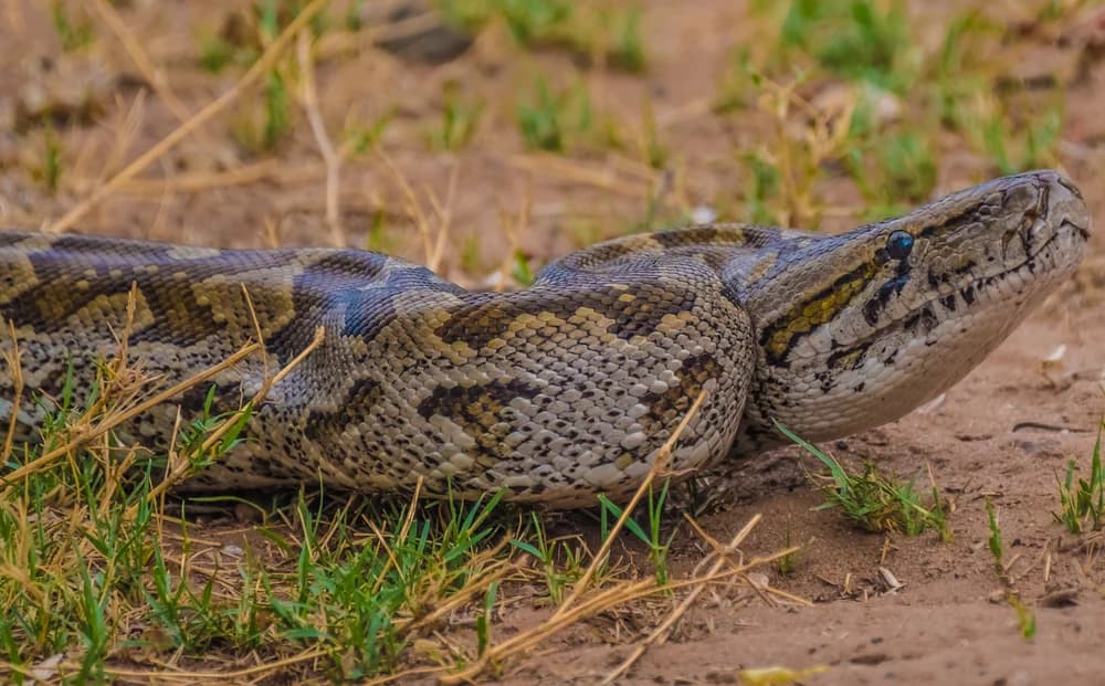Nördlicher Felsenpython (Python sebae) - Merkmale, Lebensraum & Haltung