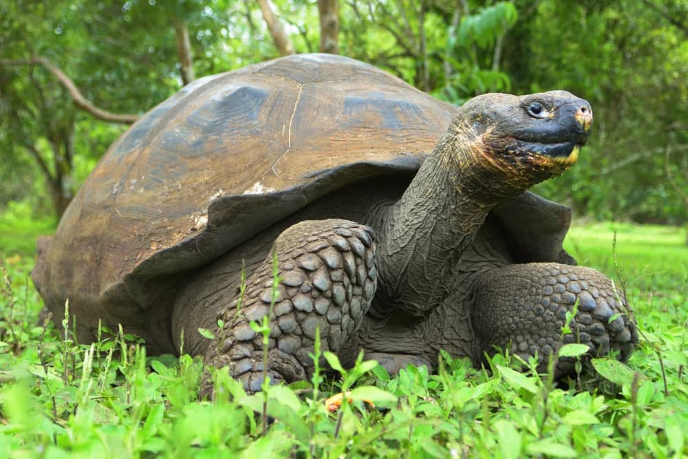 Galapagos Riesenschildkröte (Chelonoidis nigra) - Merkmale, Lebensraum & Haltung