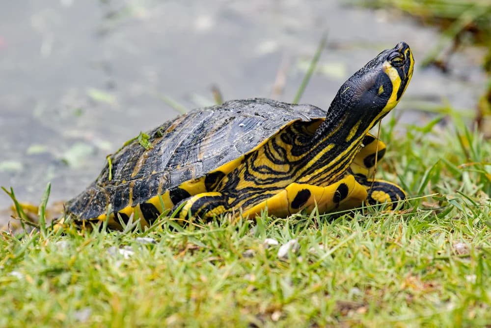 Gelbwangen-Schmuckschildkröte (Trachemys scripta troostii) - Merkmale, Lebensraum & Haltung