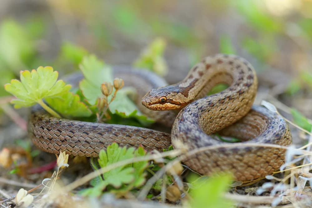 Glattnatter (Coronella austriaca) - Merkmale, Lebensraum & Haltung