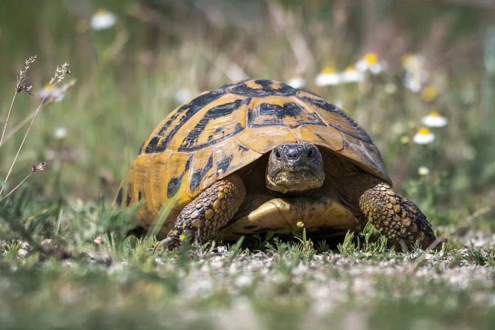 Griechische Landschildkröte (Testudo hermanni) - Merkmale, Lebensraum & Haltung