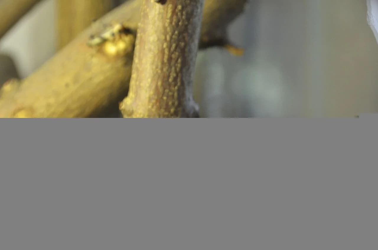 Grüne Anolis (Anolis carolinensis)