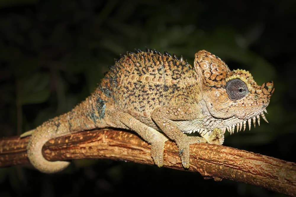 Helmchamäleon (Chamaeleo hoehnelii) - Merkmale, Lebensraum & Haltung