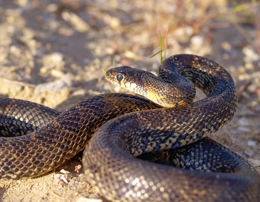 Hufeisennatter (Hemorrhois hippocrepis) - Merkmale, Lebensraum & Haltung