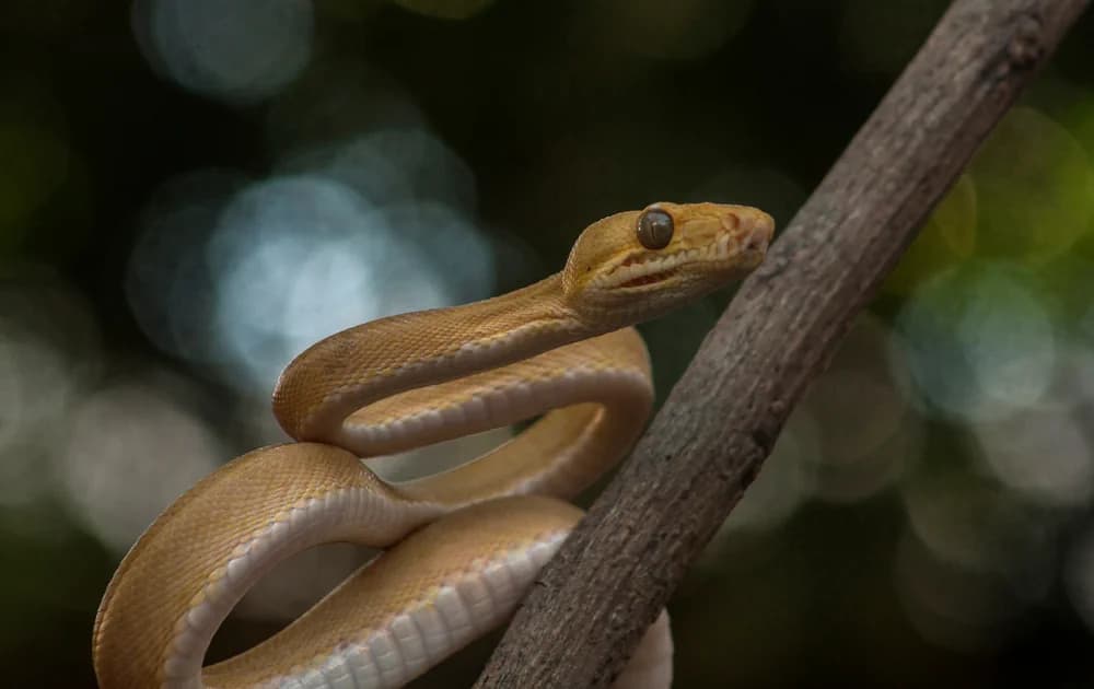 Hundskopfboa (Corallus hortulanus) - Merkmale, Lebensraum & Haltung