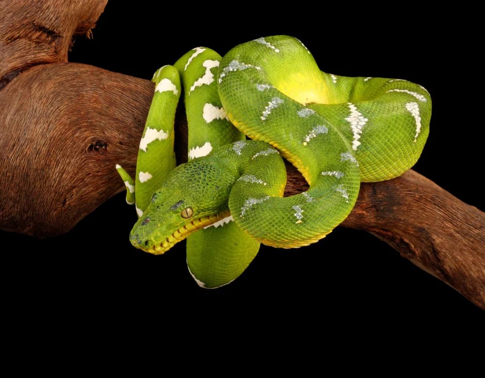 Grüner Hundskopfschlinger (Corallus caninus) - Merkmale, Lebensraum & Haltung