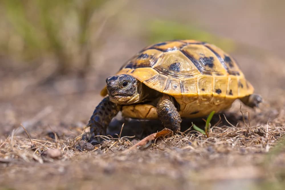 Iberische Landschildkröte (Testudo graeca ibera) - Merkmale, Lebensraum & Haltung